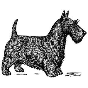   12 Parchment Gift Tags Line Drawing Scottish Terrier