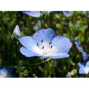  250 BABY BLUE EYES Nemophilia Insignis Flower Seeds Patio 