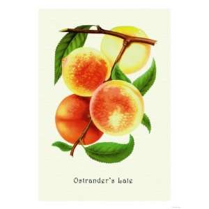  Ostranders Late Peaches Giclee Poster Print, 12x16