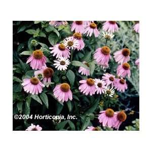  Coneflower   Kims Knee High   #1 Container Patio, Lawn 