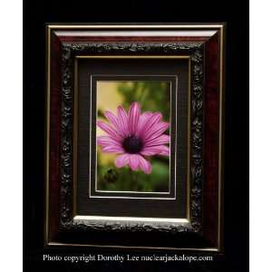  Soprano purple African Daisy Photo by Dorothy Lee framed 