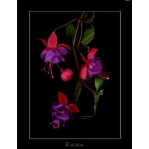  Fuchsia Blossoms on Black Background Fine Art Photography 