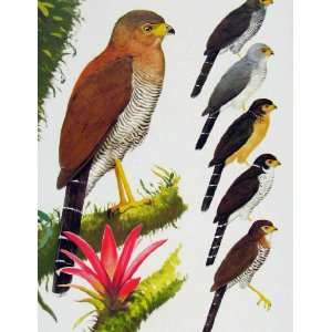  Eagles Hawks & Falcons Barred Forest Falcon Color Plate 