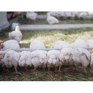  Chickens Feeding in a Poultry Farm, Organic Free Range 