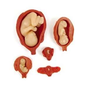 Uterus/Fetus Model Set (5)  Industrial & Scientific