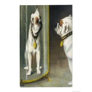  Bulldog Admires Its Reflection in a Distorting Mirror 