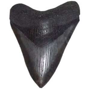  Fossilized Carcharocles Megalodon Shark Tooth 1.5   2.0 