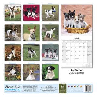 Rat Terriers 2012 Calendar   NEW  