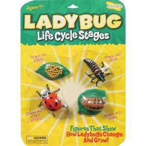  Ladybug Life Cycle Stages