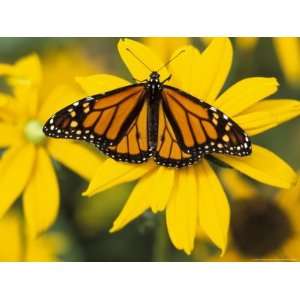  Monarch on Mexican Sunflower in the Woodland Park Zoo 