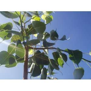  Buddhist BODHI Shade Tree 5 gallon, Grown from seed*FREE 
