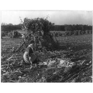   Corn harvest,no. 12179,woman kneeling in corn field