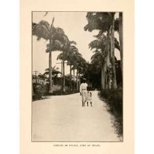 1908 Print Avenue Palm Port Spain Street Tree Trinidad 