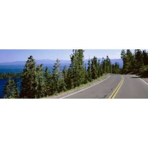  Pine Trees on Both Sides of Highway 89, Lake Tahoe, California 