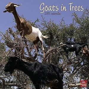  Goats in Trees 2011 Wall Calendar