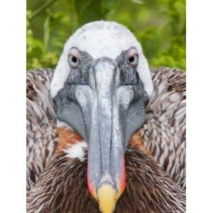  Brown Pelican on Nest Staring Ahead, Rabida, Galapagos 