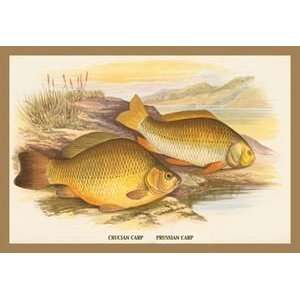  Crucian and Prussian Carp   12x18 Gallery Wrapped Canvas 