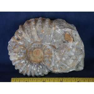  Ammonite Fossil (Morocco), 2.10.6 