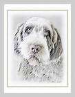 wirehaired pointing griffon  