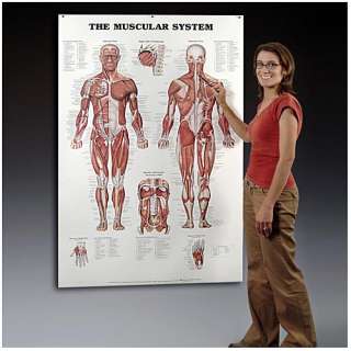 Giant Muscular System Chart, Muscles Charts Anatomical  