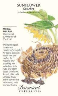 Snacker Sunflower Seeds   4 grams   Annual  