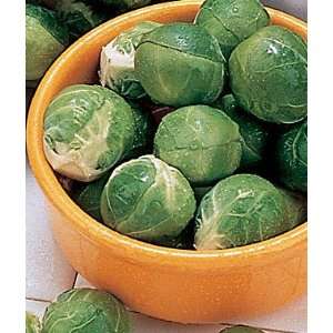  Brussels Sprouts, Dimitri Hybrid 1 Pkt. (25 seeds) Patio 