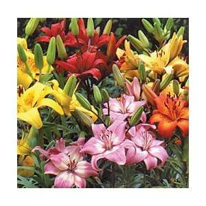  3 Lily   Asiatic   Mixed bulb Patio, Lawn & Garden