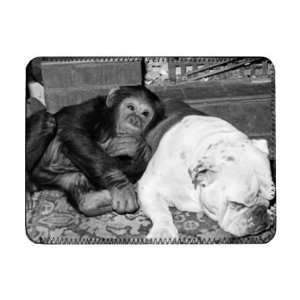 Sparky the chimpanzee relaxes with a bulldog   iPad Cover (Protective 