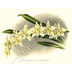 Botanical Tropical Orchid Print Odontoglossum crispum var. luteo 