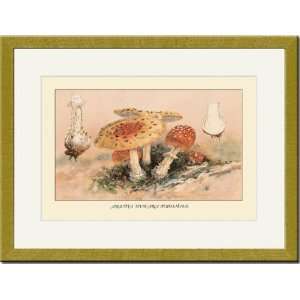 Gold Framed/Matted Print 17x23, Amanita Muscaria Poisonous  