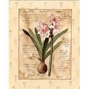  Amaryllis Poster Print