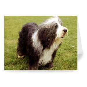  A Bearded Collie dog June 1987   Greeting Card (Pack of 2 