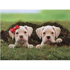 American Bulldog Pair Valentine Card