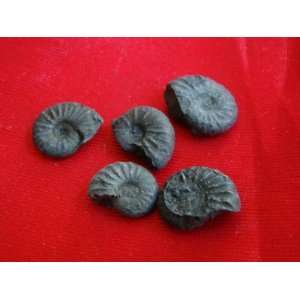  S8322 Mini Black Ammonite Fossil Double Sided 5 pcs Nice 