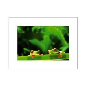 Red Eyed Tree Frogs Poster Print