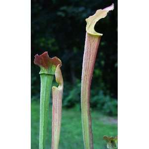  Sarracenia rubra