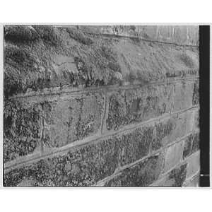  Photo Williamsburg, Virginia, Red Lion. Moss on wall 1959 