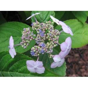  Hydrangea Mac. Tokyo Delight Patio, Lawn & Garden