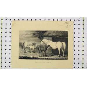  1860 Antique Print View Horses Mares Foals Stable