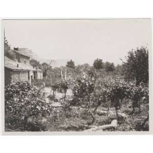  Reprint A vineyard at Virgin City. 1903