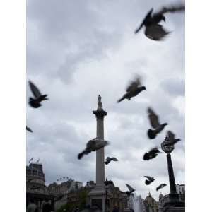 View of Flock of Pigeons Flying in the Sky in London 