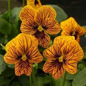  Angel Tiger Eye Pansy Seed Pack Patio, Lawn & Garden