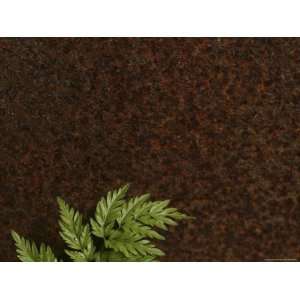  Close up of a Fern Frond Against Rich Dark Brown Soil 