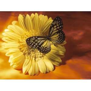 Black and Yellow Butterfly on Yellow Flower Animals Photographic 