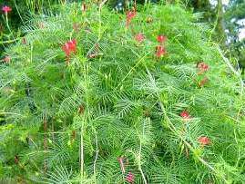 Cypress Vine (Hummingbird Vine)     50 Seeds    