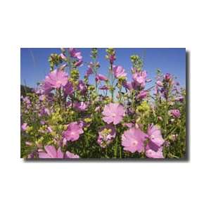  Musk Mallow Bay Of Fundy Canada Giclee Print