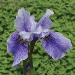  Iris sibirica Super Ego Patio, Lawn & Garden
