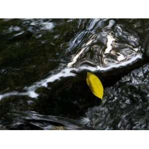  Loan Leaf Floating on a Stream, Arlington, Virginia 