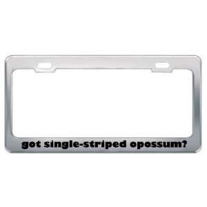 Got Single Striped Opossum? Animals Pets Metal License Plate Frame 