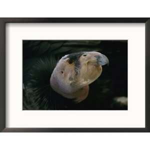 Young California Condor, the First Hatchling Born in Captivity 